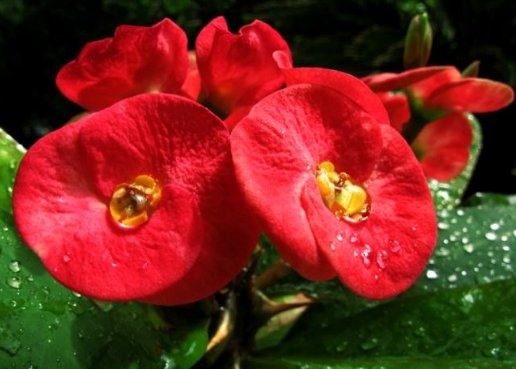  『邻居』这4种花卉，花期长花量大，养在阳台美如铃铛，邻居看了羡慕不已
