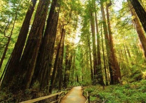 【湾区周末好去处】情人节裸体游行、旧金山葡