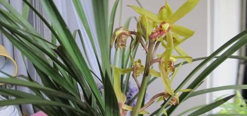  [花芽分化]蕙兰到底要不要低温春化？我的观点有些不一样，接受讨论