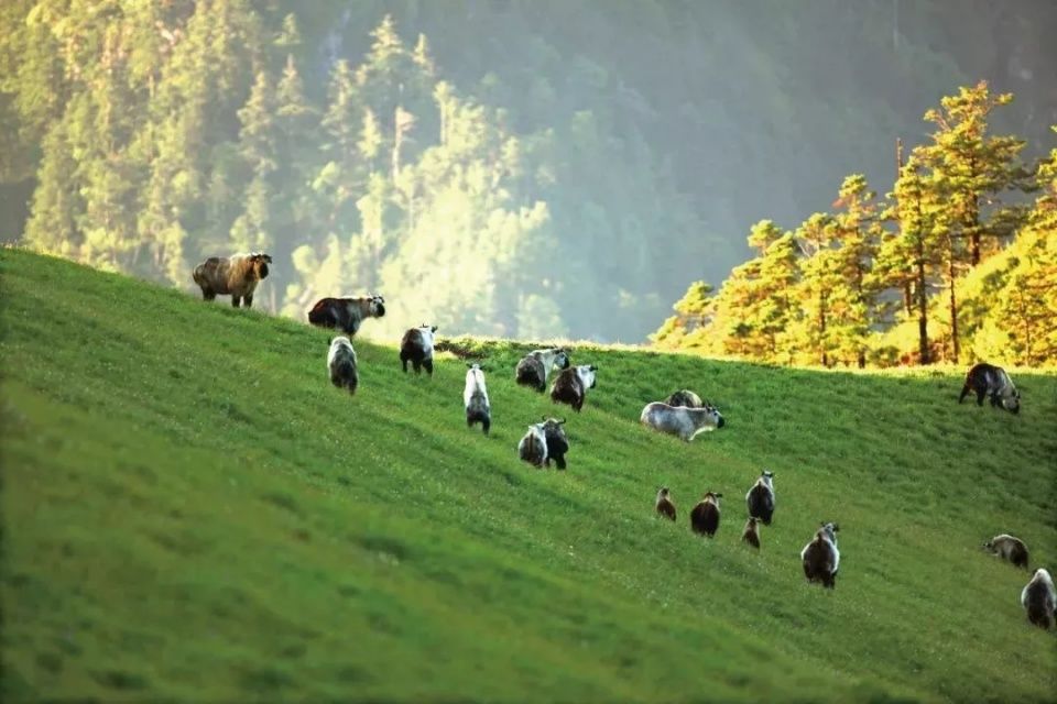 霸气羚牛哥，“奶凶”熊猫姐，神奇动物在这里!