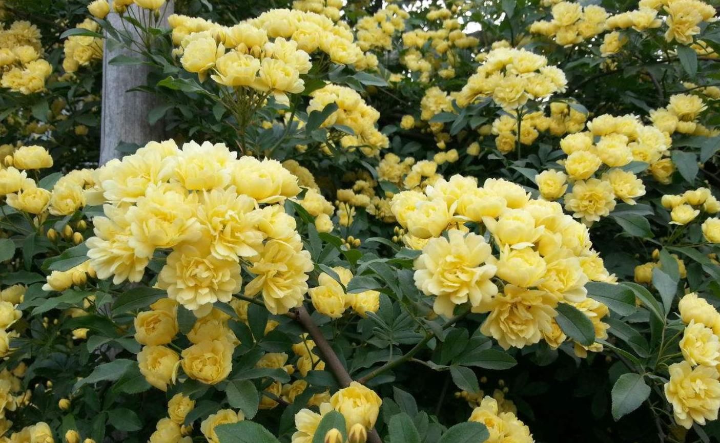 『小花』想种爬藤花?这种黄色小花太漂亮了!明晃晃得像一片花园