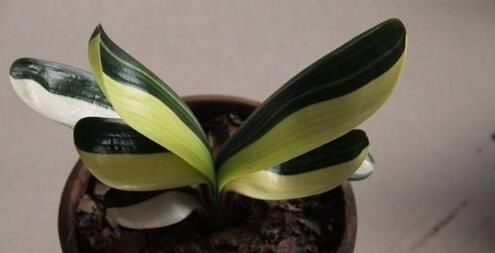  「种类」这些植物都属于君子兰的种类，如此爱君子兰，最后1种你知道吗？
