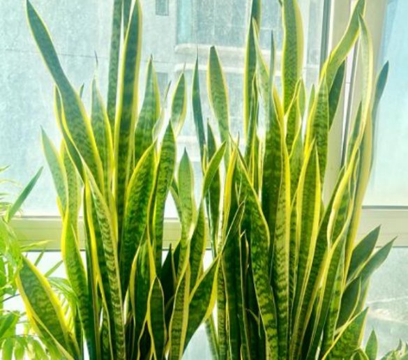  「漂亮」4种花超级好养,花朵漂亮,花期长,越不浇水越爆盆,懒人必养