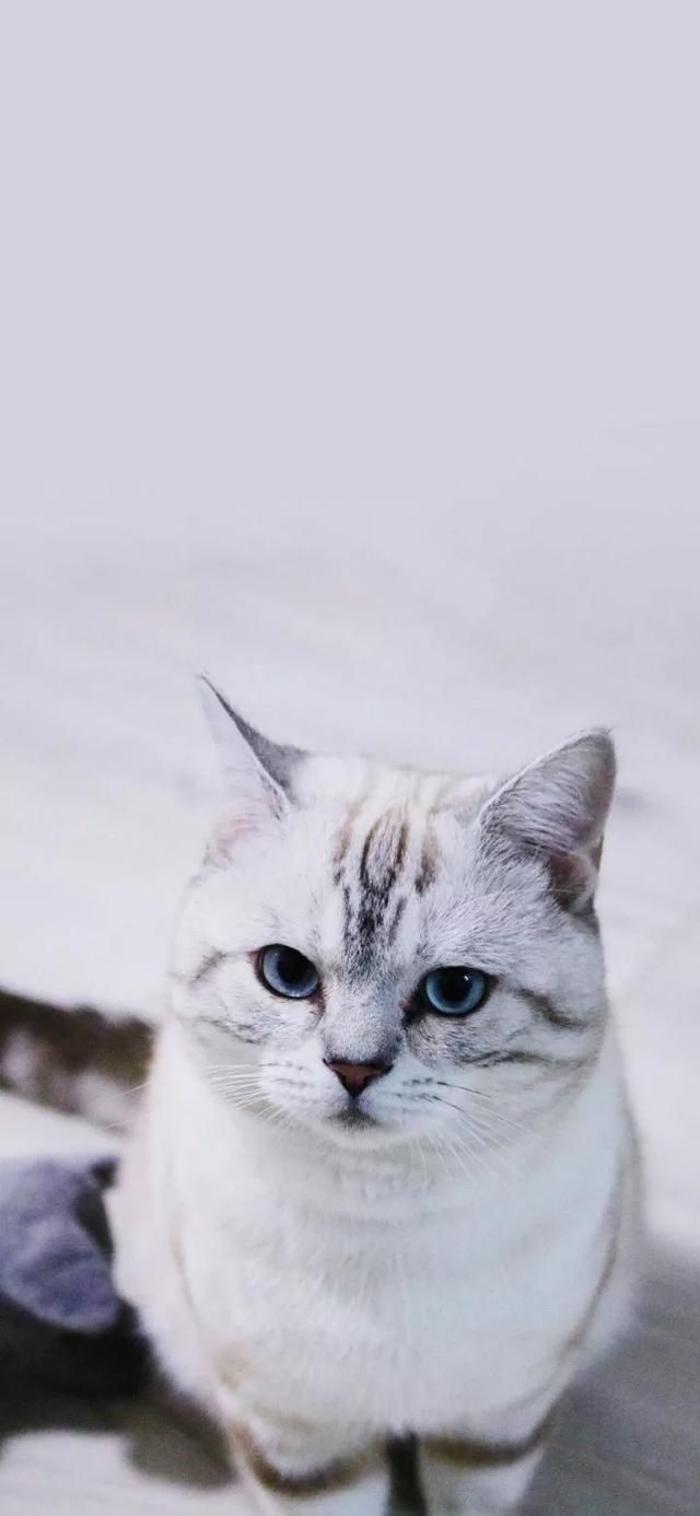  『星球』80张超可爱的猫咪壁纸丨我来自喵星球，来地球只是为了遇见你