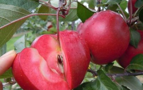  [种植]5年成熟，结果用来榨汁的“甜果”变成了“苦果”，谁来买