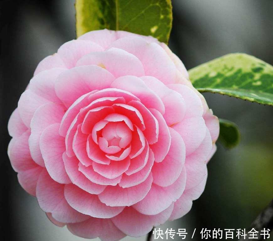 『浪漫』十二个月,十二种花,中国传统花朝节是如此的浪漫美好!