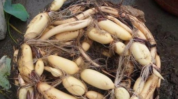 「没想到」老水缸不要扔，拿来种这一物，没想到长出的东西鲜美可口