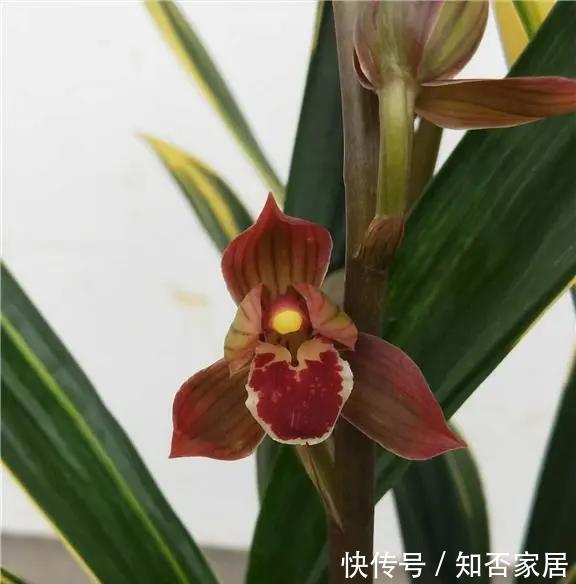  倾心|红神荷，艳而不俗，美到让你倾心的兰花，家庭养兰一定要养一盆