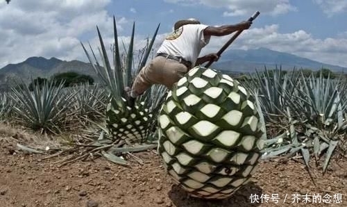  『果实』8年才收获一次，个头一个可达百斤，果实不能吃，酿酒却是奢侈品