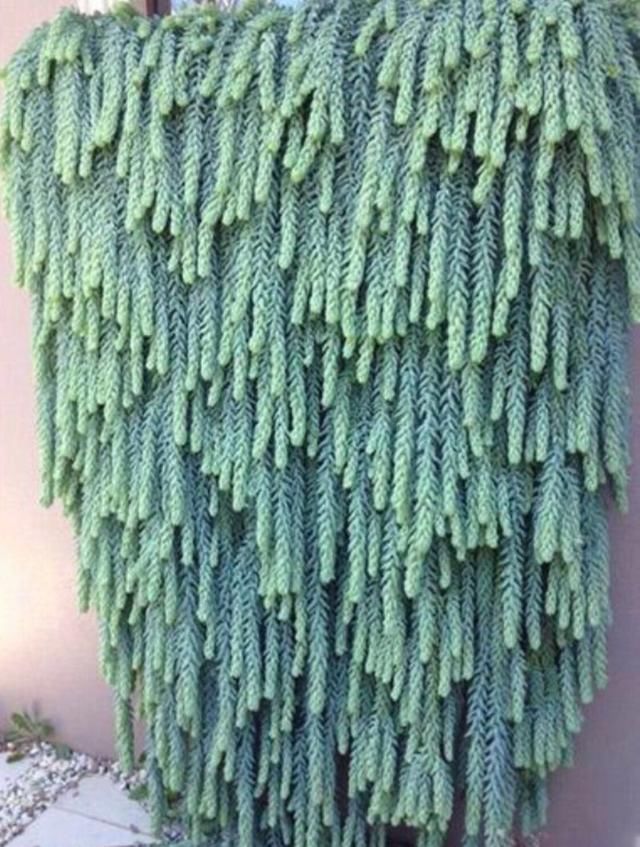 这几种植物千万别养,养了就后悔,想扔都扔不出