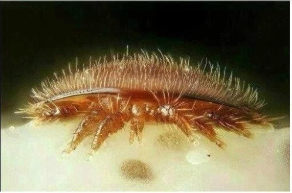 毛孔里的螨虫是什么样子的?教你看痘痘里是否