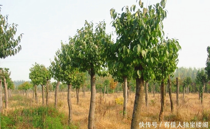 农村爷爷不种庄稼改种树，光卖树皮年利润几十万，啥树皮那么值钱