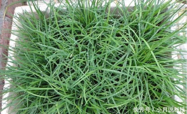  [种菜]2种菜，在阳台、院子里种一些，以后不用播种，年年都有收获