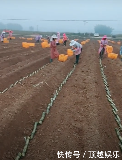 女子放假回到农村老家,发现村里空无一人,全村都在地里埋棍子！