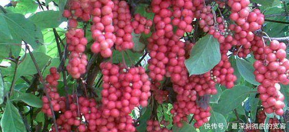 农村老大爷租地种“它”，每斤卖15元，老农赚了3万元！