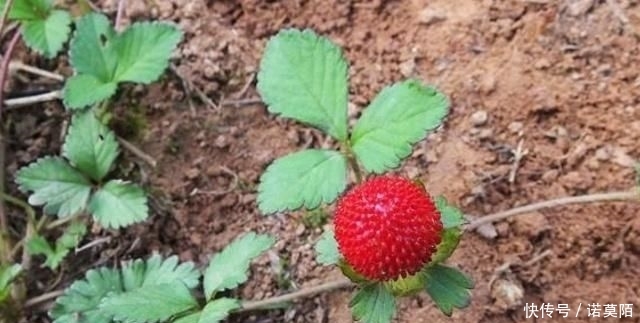  「野果」这野果，老人说蛇吃过，以为有毒，殊不知价值，如此珍