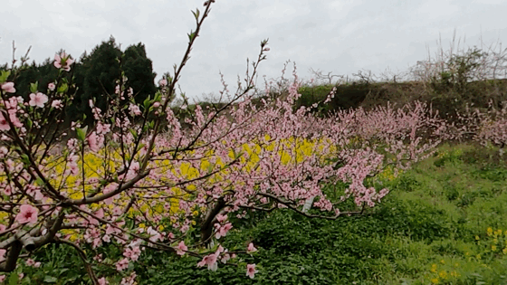  #旅游度假区#春游到南充，安逸得ban