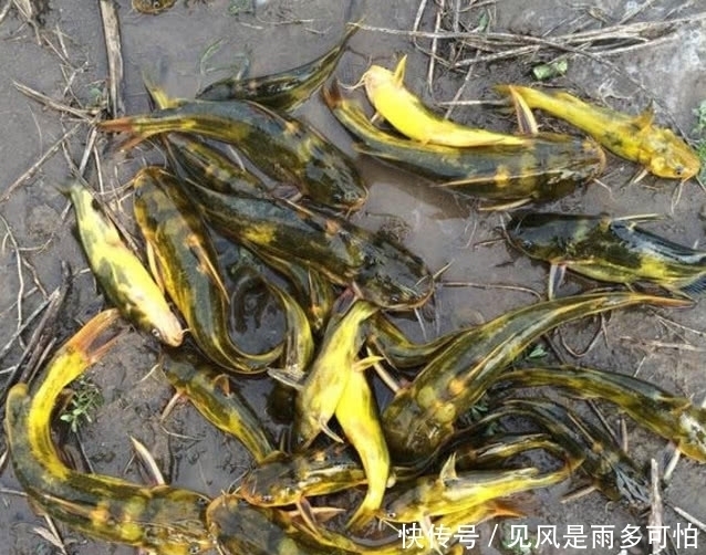  [试试]3月的黄颡鱼该怎么钓？不妨试试这几招，黄颡鱼一来就是一窝