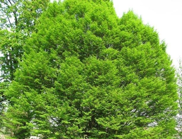 我国有棵树，全球仅此一棵，外国人想看，都还得来中国