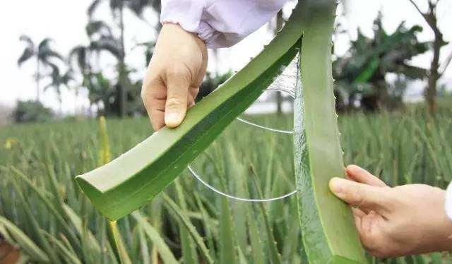 皮肤科主任:药店一白色乳液,每晚偷偷抹一抹,满满胶原蛋白