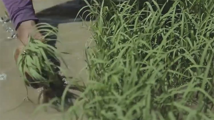  民间|民间牛人发明“手摇式”插秧机，不用油不用电，200元造一