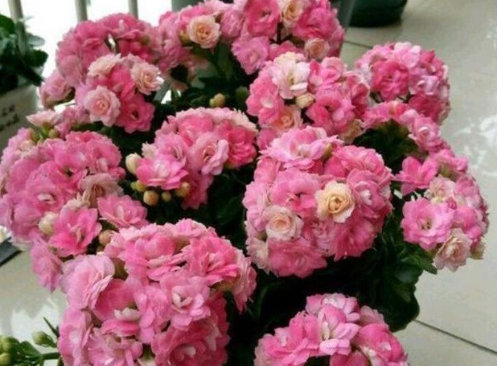  家里|家里阳台养花首选这几种花，花开美很大气，花色艳丽娇艳无双