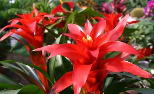  「寓意」8种“寓意花”，客厅卧室养一盆，天天象征好运气！