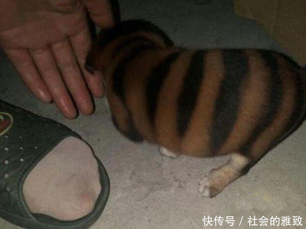 小伙五千买了只蜜蜂狗,第二天给狗狗洗完澡后,眼前一幕让他傻眼