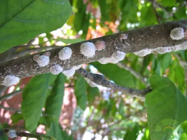  『植物的叶片』预防植物感染虫害要掌握几个技巧，否则容易感染这8种常见害虫