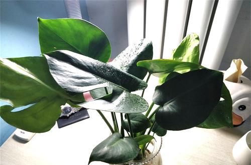  #适合#适合水培的4种“花”，叶片绿油油，好养又耐看，室内值得养一盆