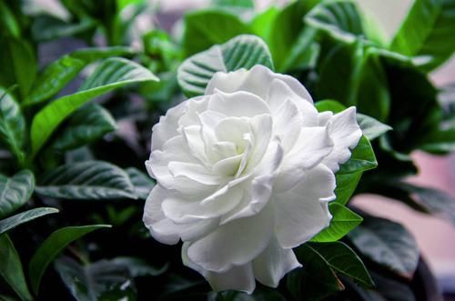  『美极了』喜欢养护花卉，就在家中春季养护3种花卉，花朵层层叠叠，美极了