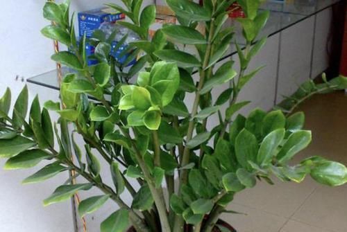  绿萝：别忘了养“3种花”，个个有“寓意”，比什么绿萝、兰花都漂亮！