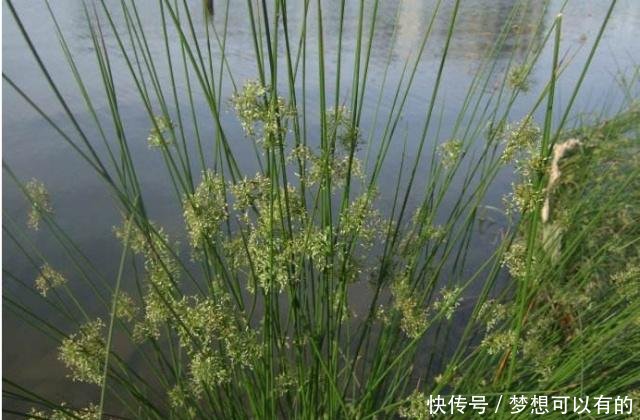 农村这野草远看状似“小麦”，价值竟也“不相上下”！