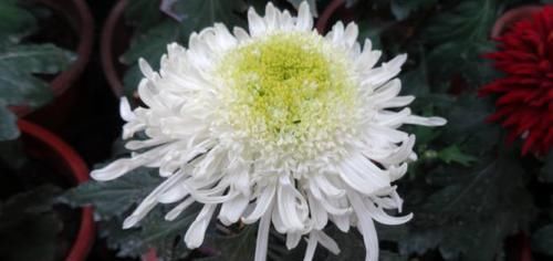 『托桂』喜欢玫瑰,不如养盆“珍品名菊”银盘托桂,清新淡雅,温情蜜意!