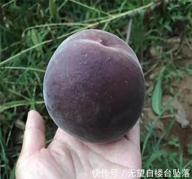  我国■比蜂蜜还甜, 此树我国独有, 比黄金还珍贵, 种2棵来年全村