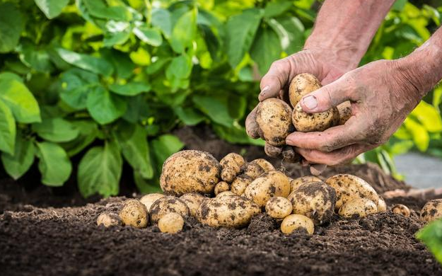  [玉米]老农乐了，玉米地里套种模式，提高玉米产量，比单一种植