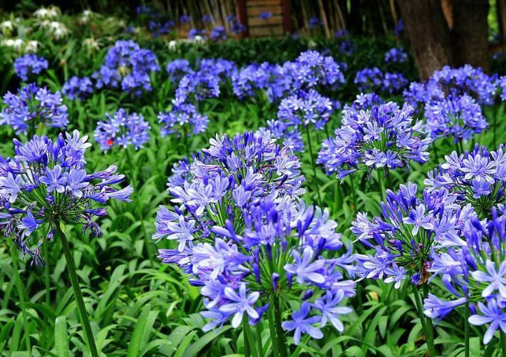  『漂亮』“4种花”，花型好看，开花量大，成片栽种更漂亮