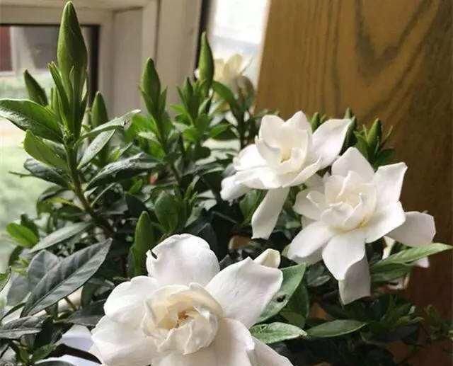  『移栽栀子花』养栀子花，一是浇水二是换盆，这两点做好，叶片绿油油，花苞长满