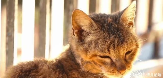  奶奶：瘦弱老猫流浪多年，因一碗剩饭而“隐居”村庄，每天凌晨叫醒奶奶