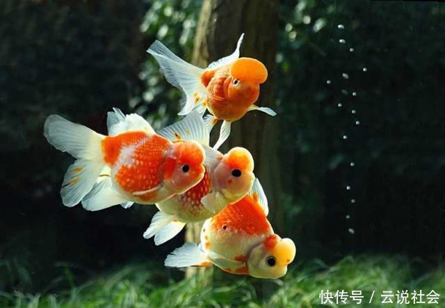当成风水鱼:最受欢迎的观赏鱼种类、颜色有哪些?鱼只的数量有讲究