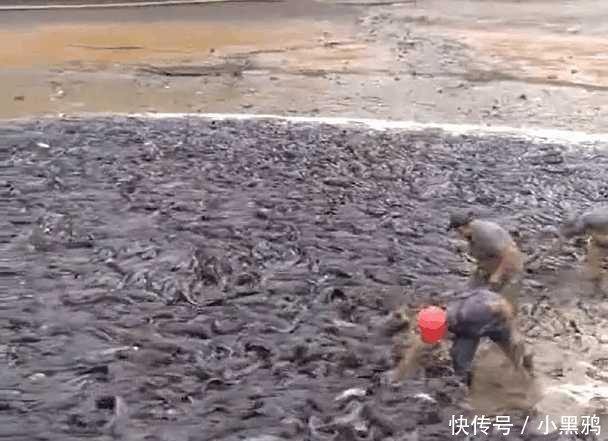 农民把鱼塘抽干水后, 出现了非常惊人的一幕, 让人忍不住头皮发麻