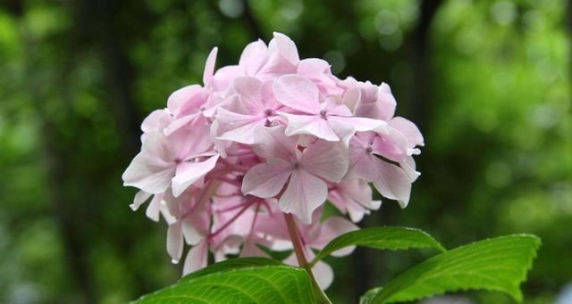  『养花』四月是养花的季节，养一盆“长命百岁花”，讨个好彩头，心情舒畅