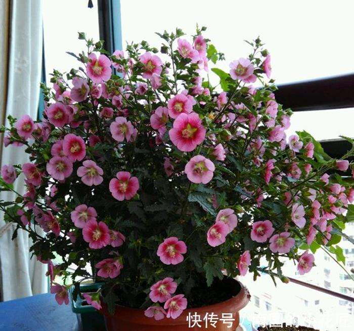  漂亮@喜欢养护漂亮的花卉，就选择3种花卉，美艳优雅，花色绚丽妖娆