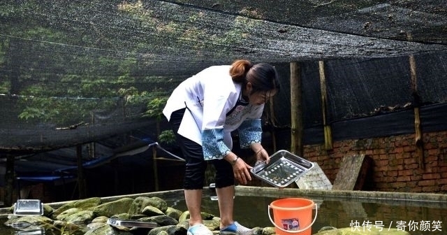  「市场」养殖3年只长2两，市场却卖100元一斤，你敢养殖吗？