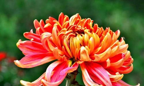 虎啸■喜欢菊花,就养盆“菊中精品”虎啸山峦,似猛虎啸山,霸气十足