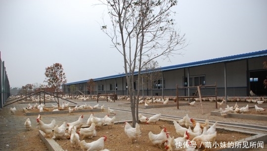  「发现」农户们要注意了，养殖业有三个禁令，一旦被发现就会查