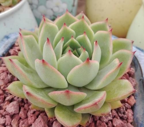  #植物#多肉植物出现了木质化？这样一剪，多肉健康又美丽！