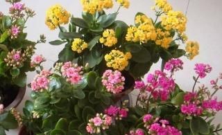  玉树：长寿花教你一招，老桩来的快，开的花也多，现在养护正当时！