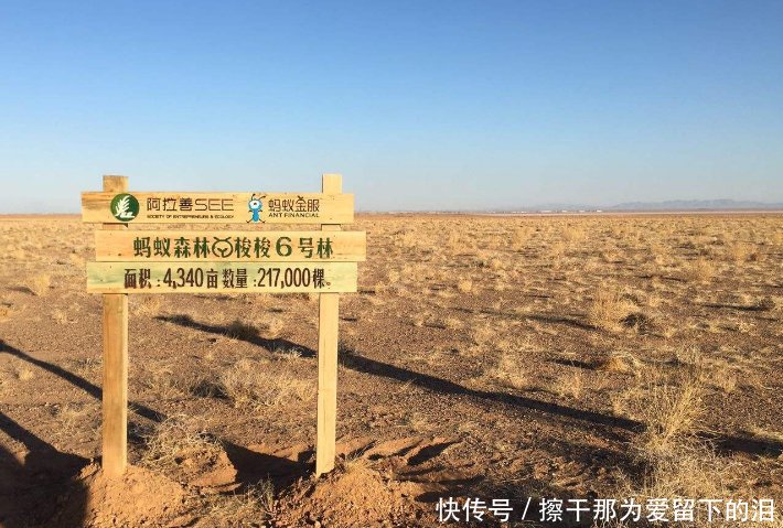 中国即将治理成功的沙漠，却来了一群“捣蛋鬼”，治沙者白忙了