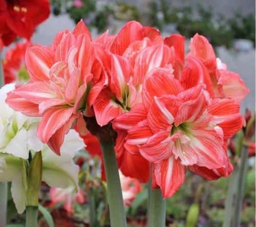 『朱顶红』阳台养花，不妨养这4款植物，好养易活不招虫，养在哪里都爆盆